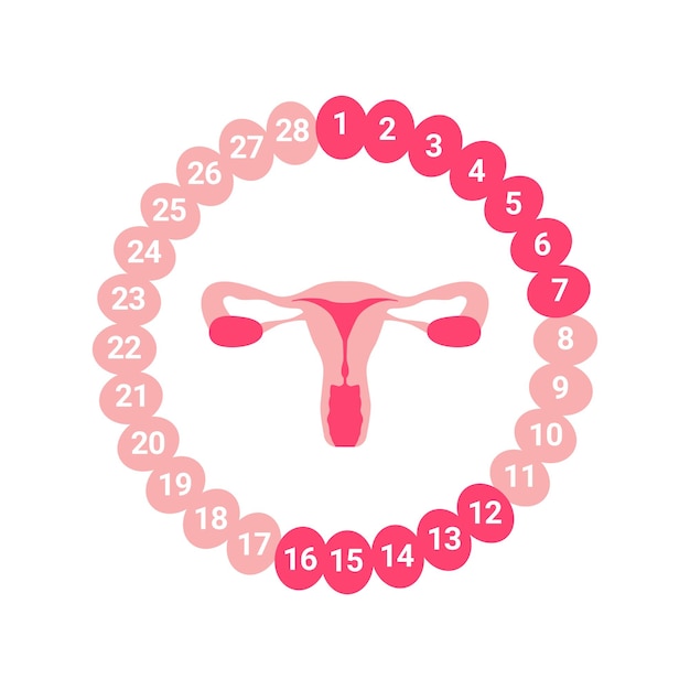 Vector ciclo menstrual femenino sistema reproductor femenino útero órgano aislado sobre fondo blanco