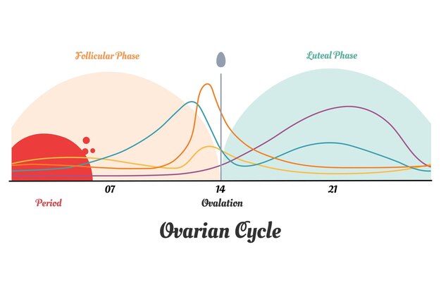 Ciclo menstrual Niveles hormonales Ciclo ovárico