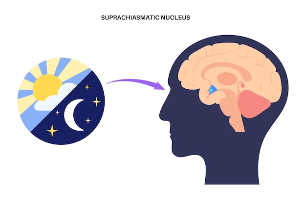 Vector ciclo sueño vigilia