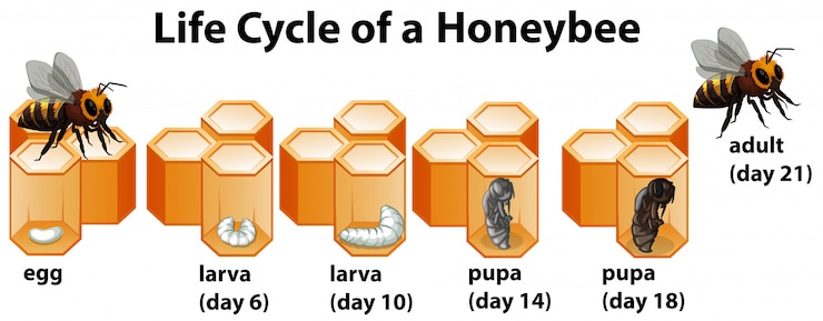 Vector ciclo de vida de una abeja