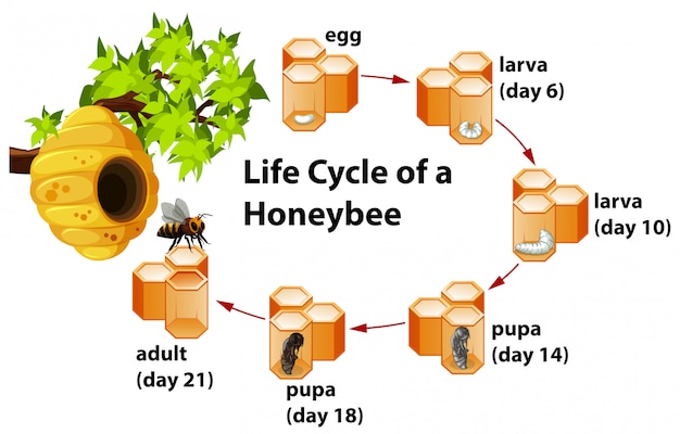 Vector ciclo de vida de una abeja