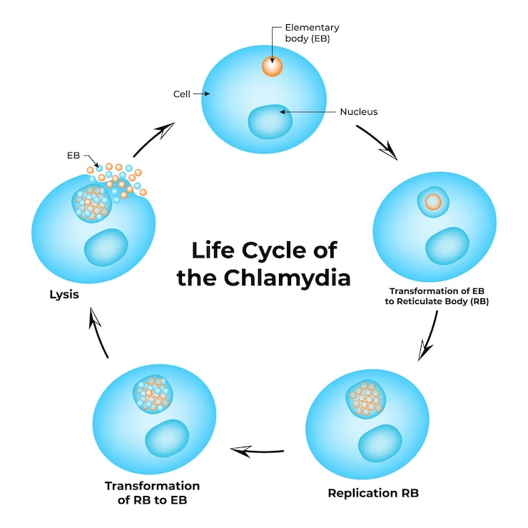 Vector ciclo de vida de la célula de clamidia líse del núcleo replicación rb transformación de rb en vector eb