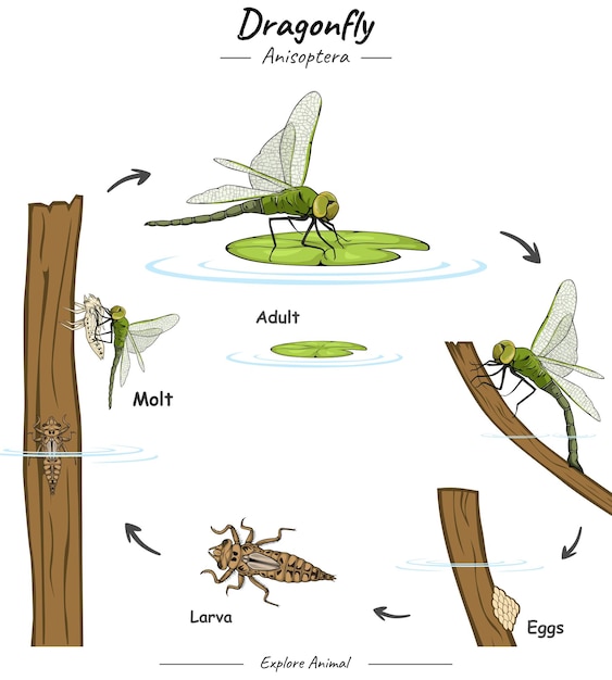 Vector ciclo de vida de la libélula