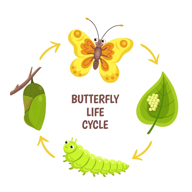 Vector ciclo de vida de la mariposa. emergencia, transformación o metamorfosis de insectos. etapas de desarrollo de caterpillar