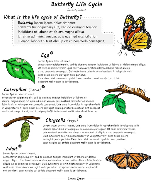 Vector ciclo de vida de la mariposa con plantilla de explicación.