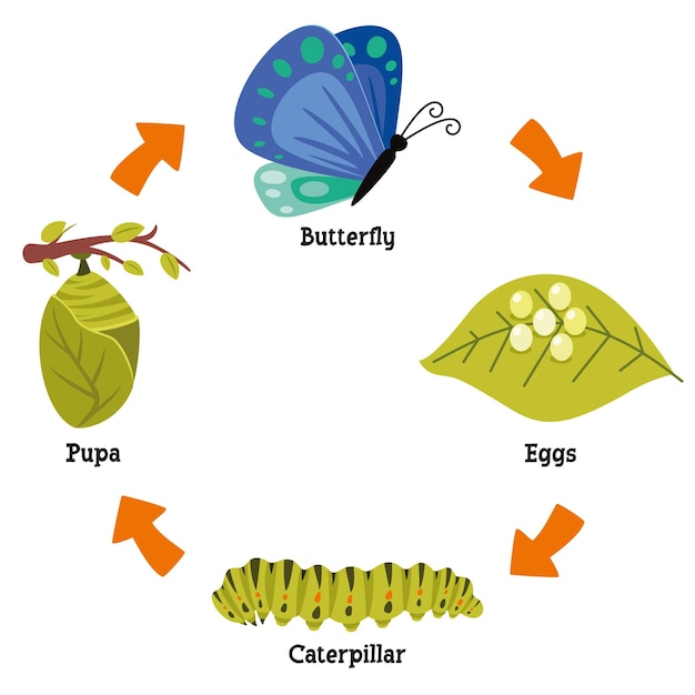 El ciclo de vida de la mariposa