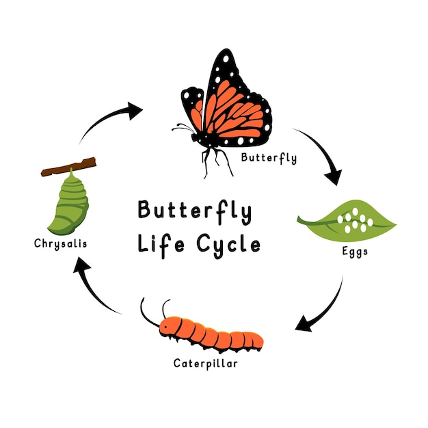 Ciclo de vida de la mariposa