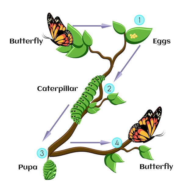 Vector ciclo de vida de la mariposa.