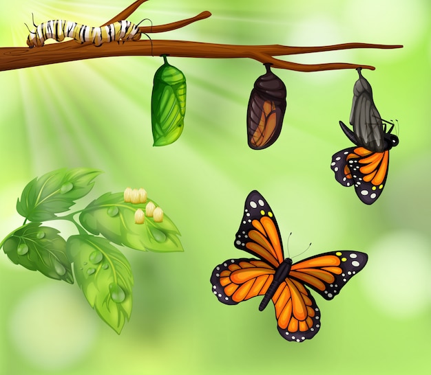 Vector un ciclo de vida de las mariposas