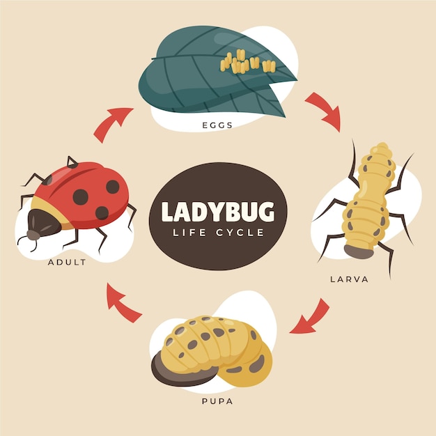 Ciclo de vida de la mariquita dibujada a mano