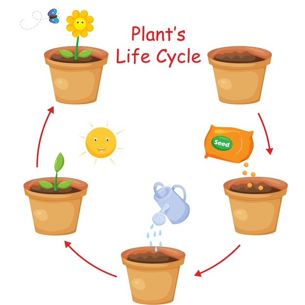 Ciclo de vida de la planta en una olla de flores