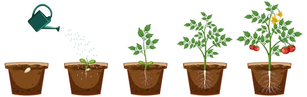 Ciclo de vida de una planta de tomate