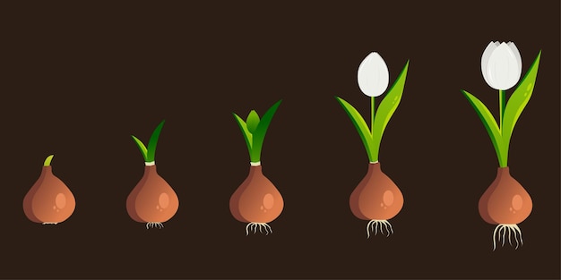 Vector ciclo de vida de una planta de tulipanes etapas de crecimiento desde el bulbo hasta la planta con flores adultas