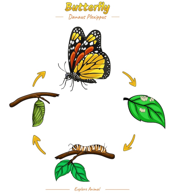 Vector ciclo de vida de la plantilla de mariposa