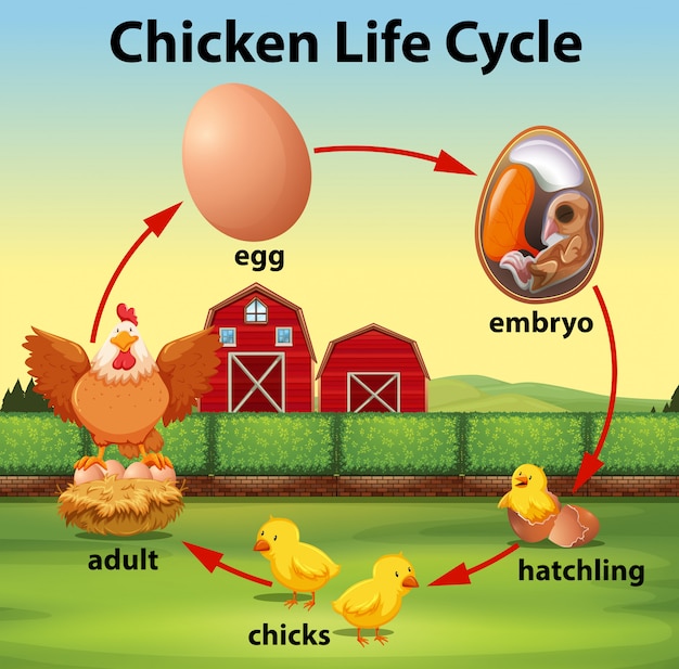 Vector ciclo de vida del pollo ciencia