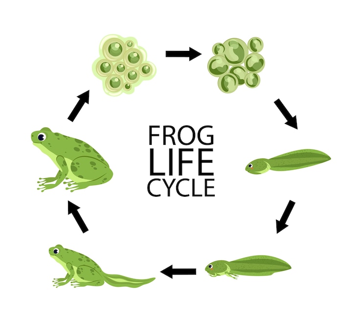 Vector ciclo de vida de una rana etapas del ciclo de vida de la rana con animales adultos fertilizados huevos jalea masa renacuajo