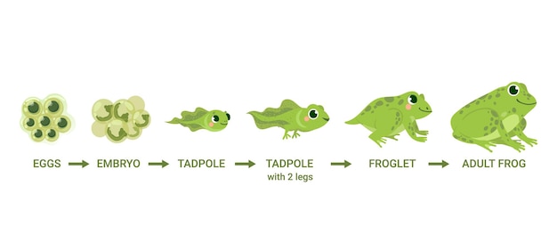 Vector ciclo de vida de la rana. masas de huevos, renacuajos, ranas, metamorfosis de ranas. animales de agua salvaje, diagrama de vector de dibujos animados de sapos de desarrollo de evolución. ilustración de anfibios, desarrollo de ranas.