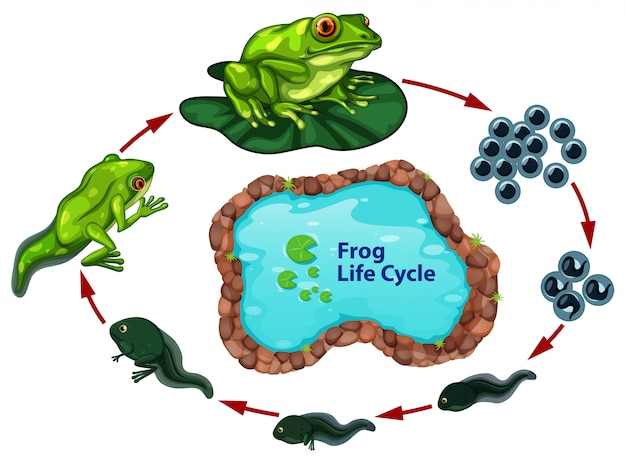 El ciclo de vida de la rana