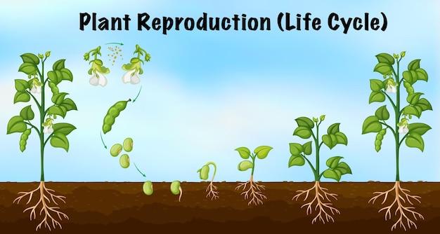 Ciclo de vida de la reproducción vegetal