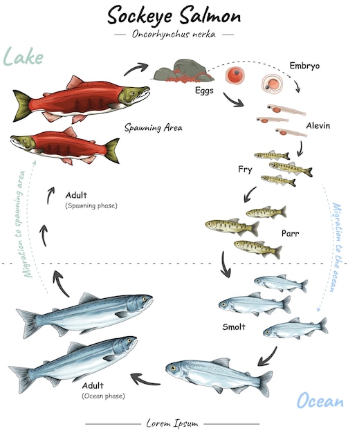 Vector ciclo de vida del salmón rojo