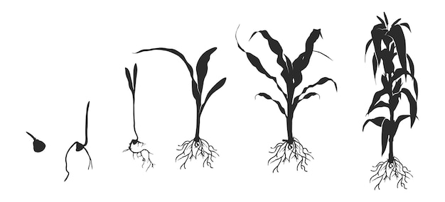 Vector ciclo de vida de la silueta de la planta de maíz ciclo de crecimiento de la silhueta de maíz negro