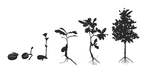 Vector ciclo de vida de la silueta del roble ciclo de la siluetta del árbol