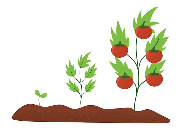Vector ciclo de vida del tomate al estilo de las caricaturas. desde una semilla hasta el proceso de crecimiento de una planta adulta