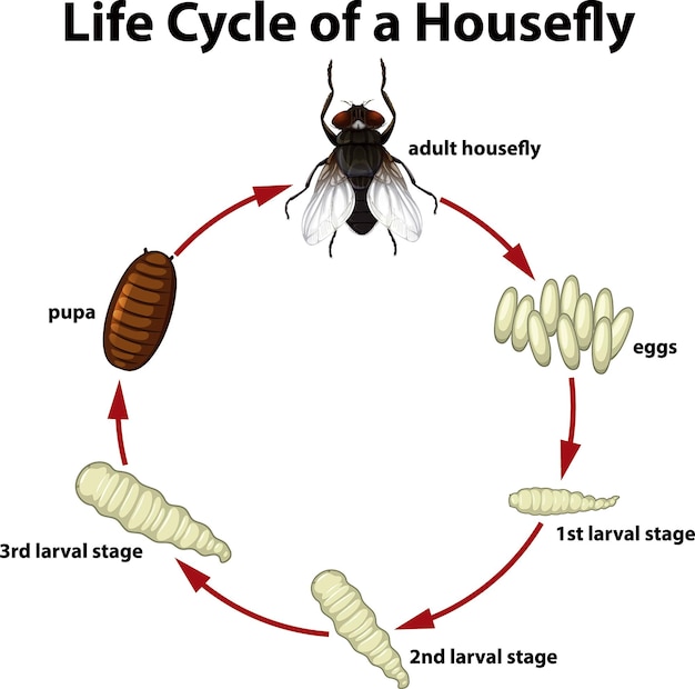 Vector ciclo de vida