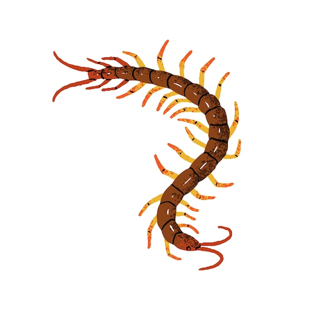 Ciempiés gigante Scolopendra gigantea Insecto venenoso con muchas patas Peligroso animal artrópodo amazónico Fauna de la selva tropical Ilustración vectorial plana aislada dibujada a mano sobre fondo blanco