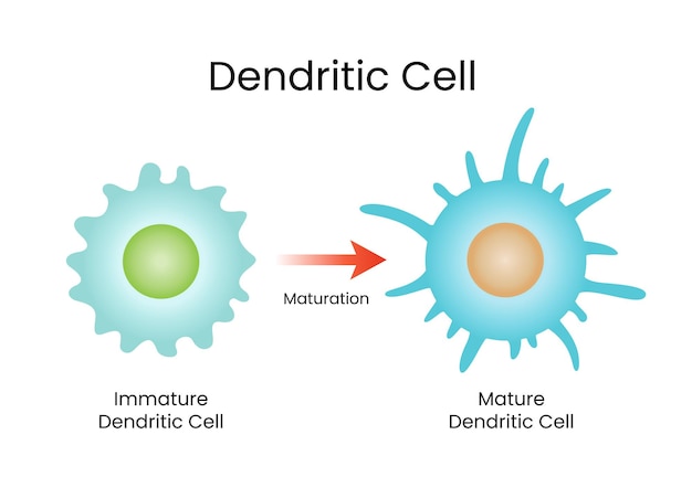 Ciencia citológica Vector de células dendríticas