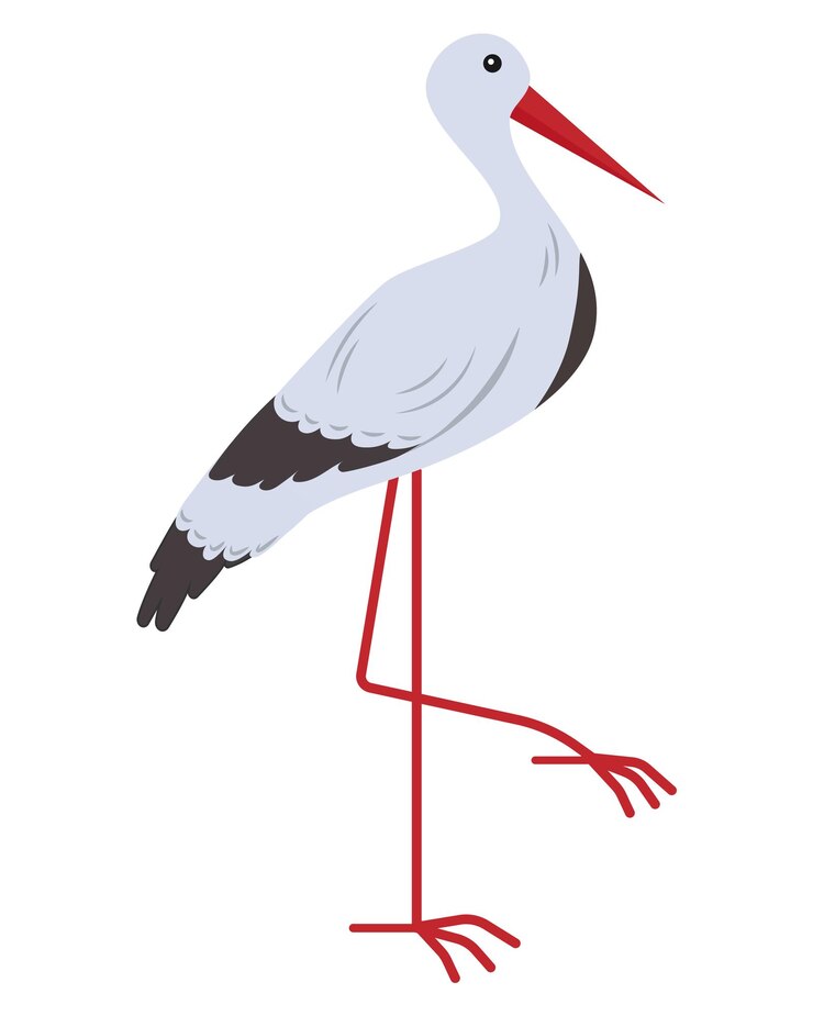 Vector cigüeña, pájaro, vector, ilustración