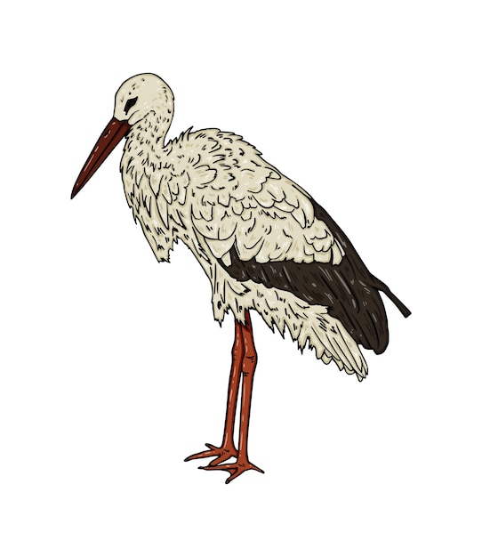Cigüeña con pico largo y recto animal de ave migratoria de patas largas con plumas doodle línea dibujos animados para colorear