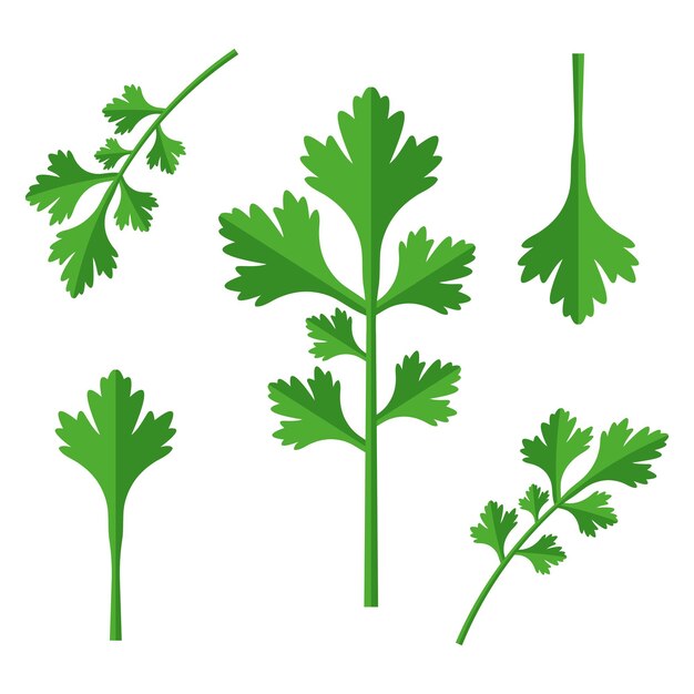 Cilantro parte de mi color plano conjunto de las mejores hierbas para cocinar vegetación en una hierbas blancas para la carne de pescado
