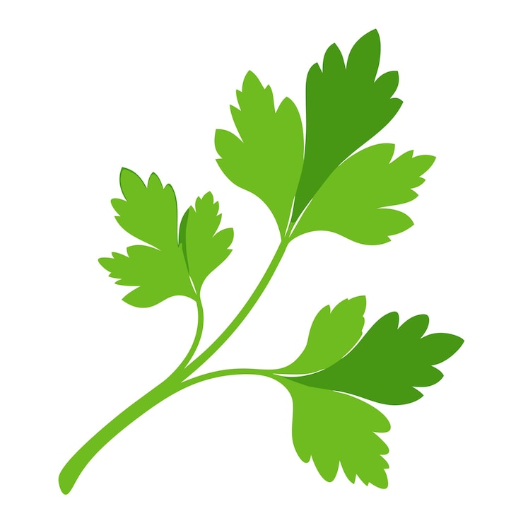 Vector cilantro vegetal para cocinar comidas un elemento brillante aislado en blanco para el diseño