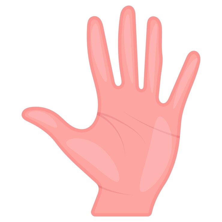 Vector cinco dedos palma vector diseño sistema de órganos anatomía humana partes del cuerpo humano parte frontal de la mano izquierda