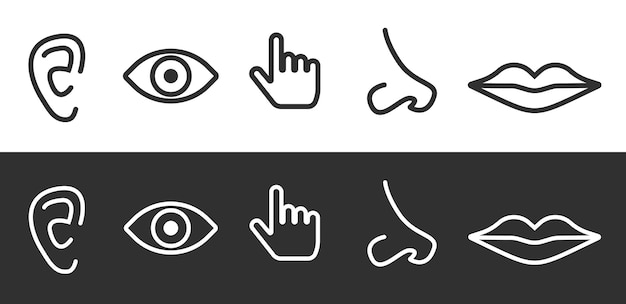 Cinco iconos de los sentidos humanos conjunto línea contorno arte trazo gráfico ojo oído nariz labios boca oír ver escuchar