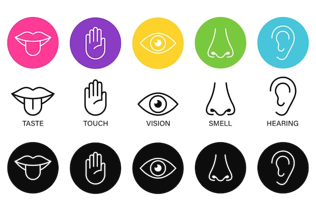 Cinco sentidos de la ilustración de vector de icono de sistema nervioso humano, iconos de línea simple y círculos de color,