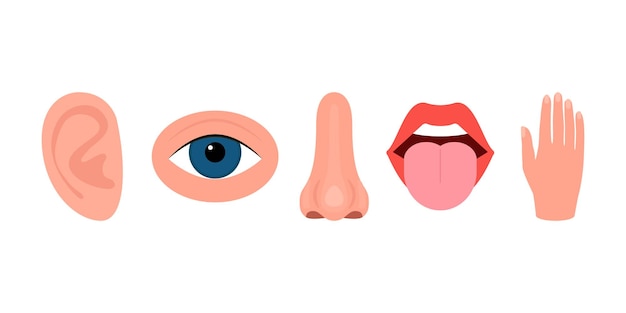 Vector cinco sentidos oído visión olfato gusto tacto. oído ojo nariz boca con lengua mano órganos de los sentidos humanos