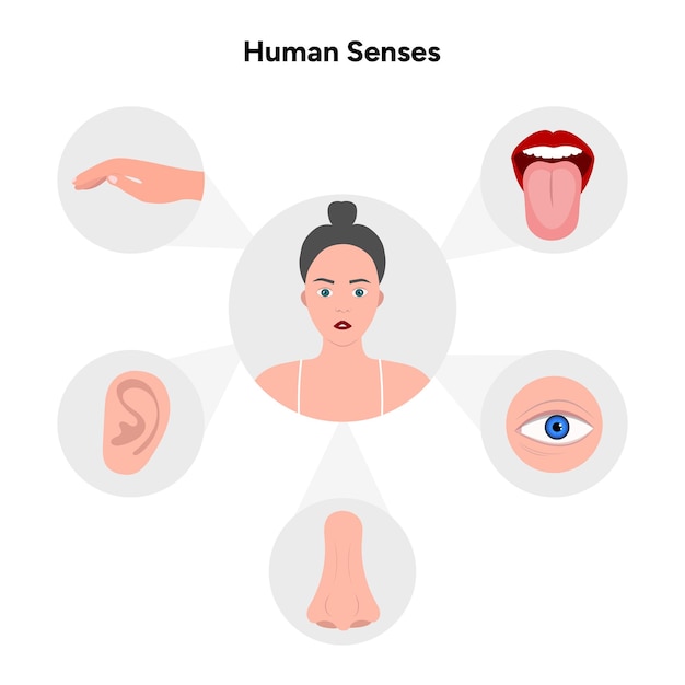 Cinco sentidos con órganos humanos Ilustración médica