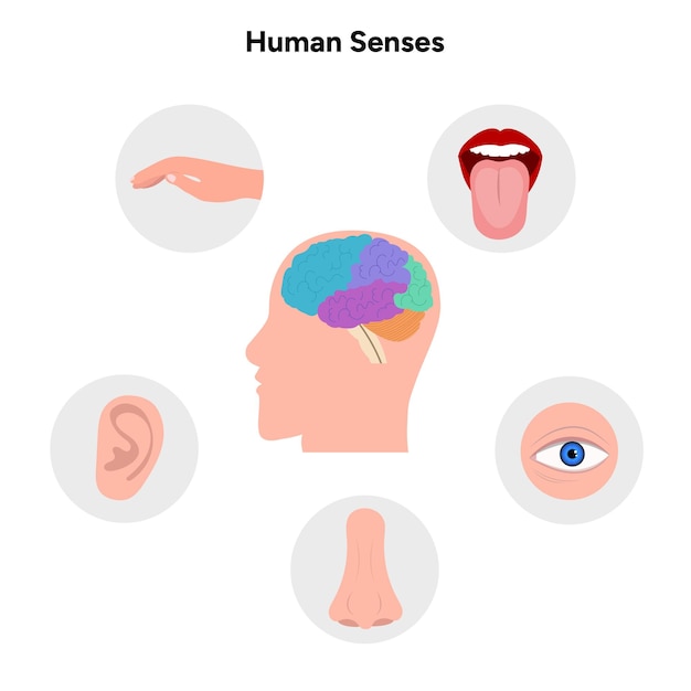Cinco sentidos con órganos humanos Ilustración médica