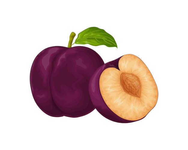 Ciruela ciruela morada madura ciruela dulce fresca baya de ciruela jugosa madura en la sección producto orgánico vegetariano ilustración vectorial aislada en un fondo blanco