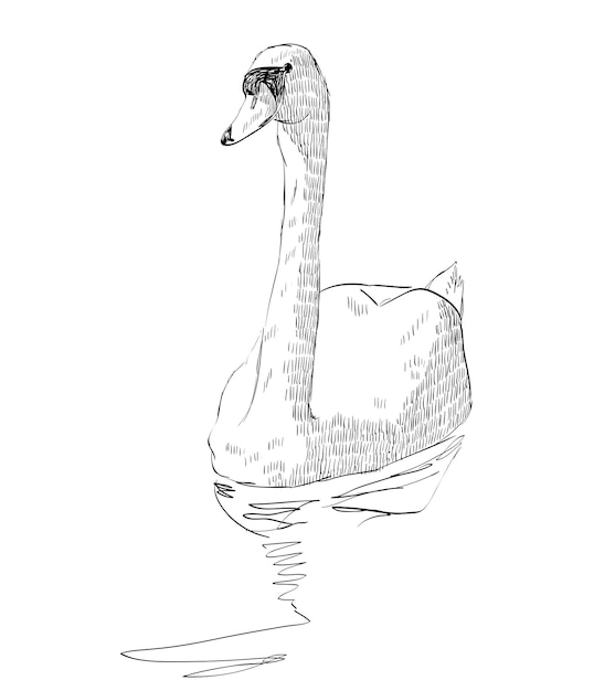 Cisne de boceto