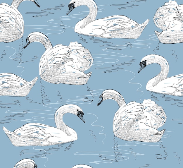 Cisne de boceto