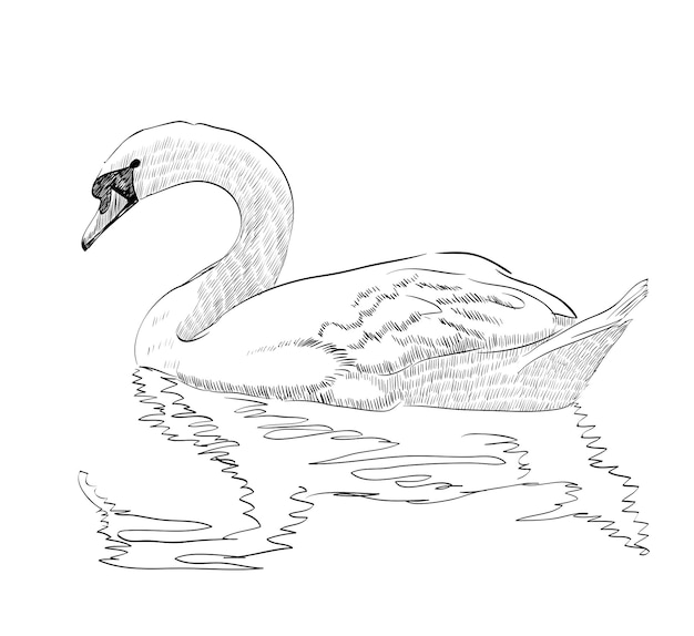 Cisne de boceto