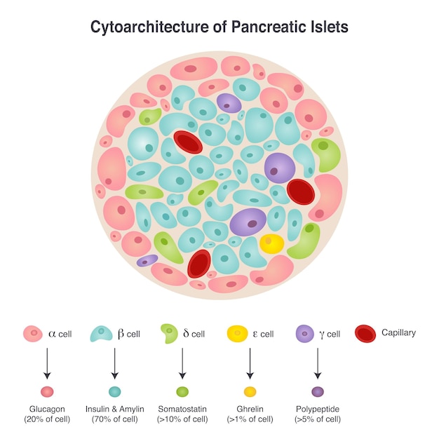 Vector citoarquitectura de los islotes pancreáticos