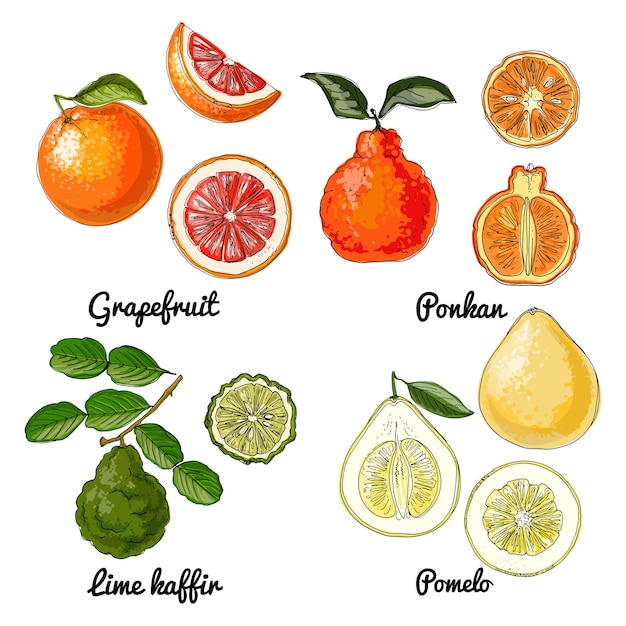 Citrus Vector alimentos iconos de frutas Dibujo coloreado de productos alimenticios Ponkan Pomelo Toronja