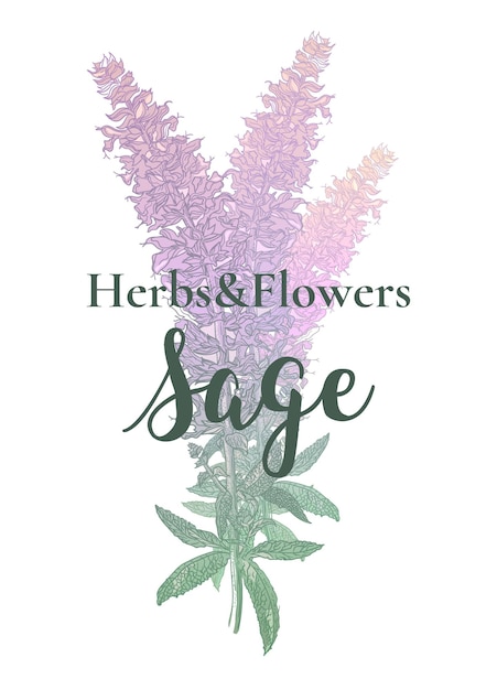 Clary sage salvia sclarea planta medicinal ilustración de vector botánico dibujado a mano