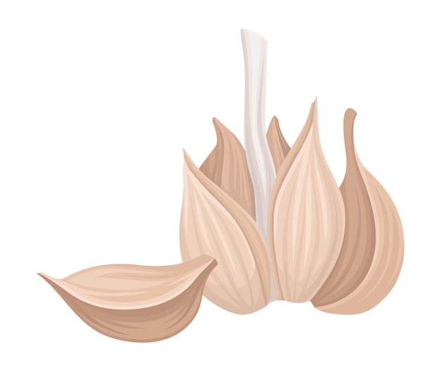 Clavos de ajo aislados en fondo blanco Elemento vectorial Aromático Condimento saludable ampliamente utilizado en la cocina