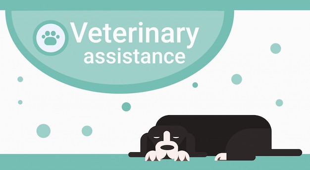 Clínica de asistencia veterinaria para animales mascotas servicio veterinario banner