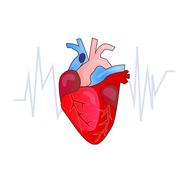 Clínica de cardiología, departamento hospitalario, corazón sano, prevención de enfermedades cardiovasculares